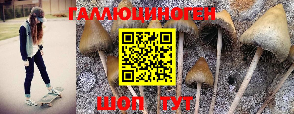 Псилоцибиновые грибы GOLDEN TEACHER Родники